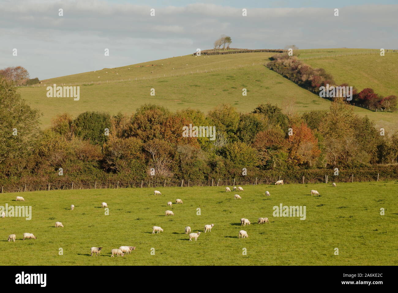 Gregge di pecore pascolano sui terreni agricoli in Dorset Foto Stock