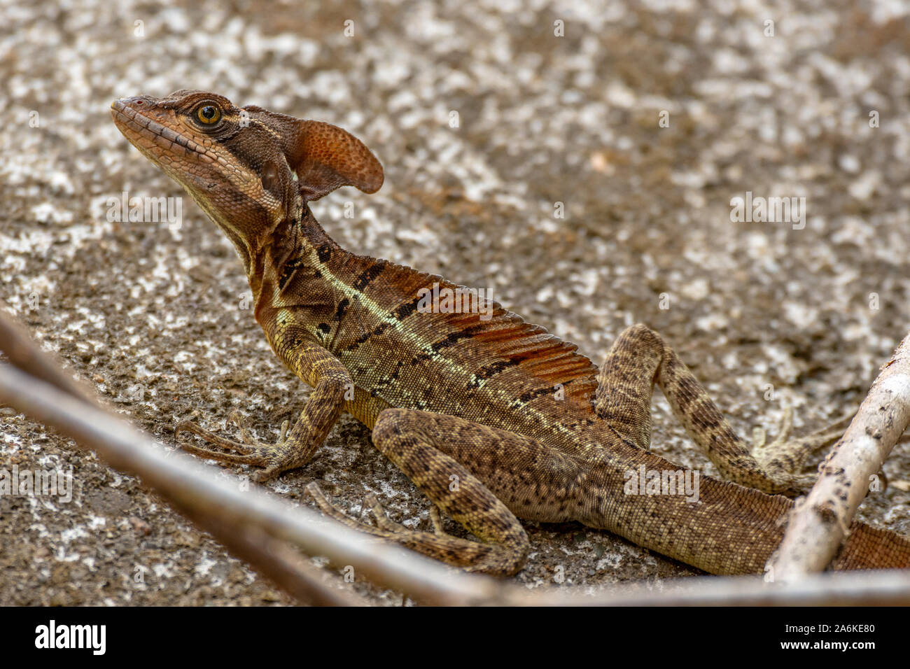Un comune Basilisco crogiolarsi al sole Foto Stock