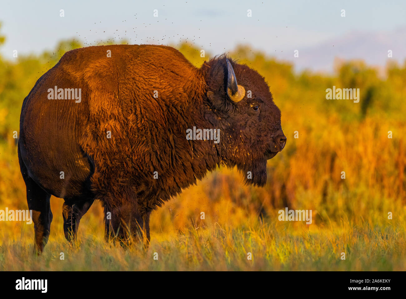 Un Bison sulle pianure del Colorado Foto Stock Un Bison sulle pianure del Colorado Foto Stock