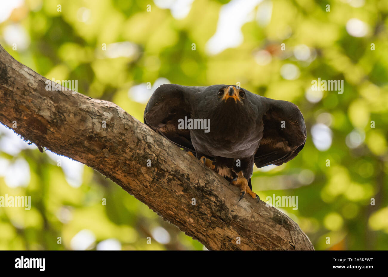 Un comune Black Hawk pronto per il volo in Costa Rica Foto Stock