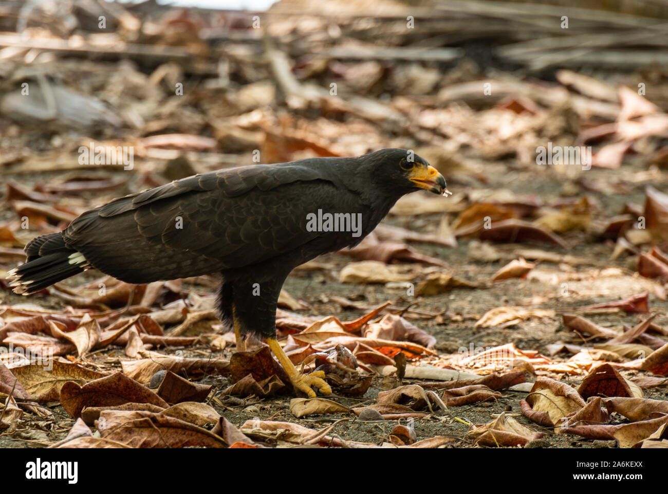 Un comune Falco nero alimentazione su un granchio in Costa Rica Foto Stock