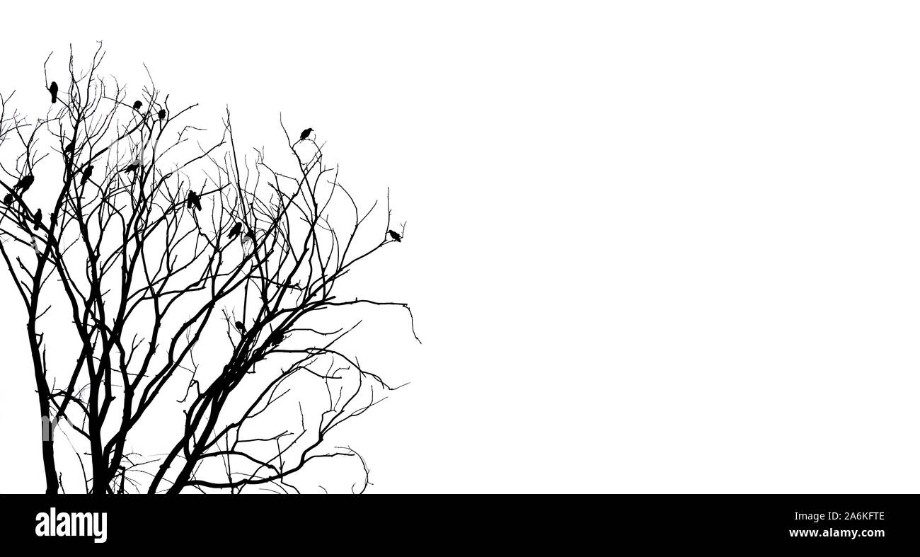 Sfondo di Halloween con albero nero con i corvi isolato su bianco Foto Stock