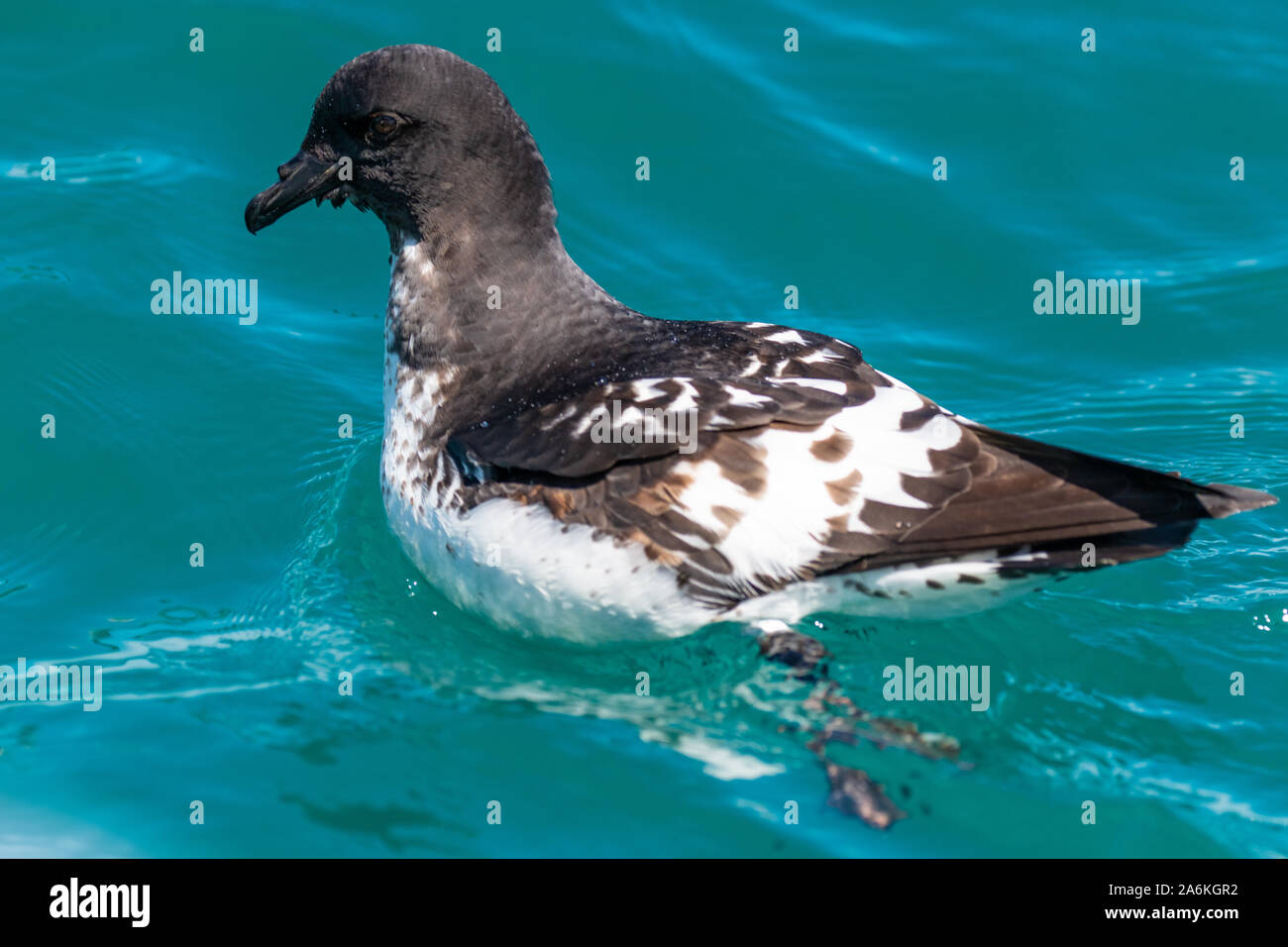 Un capo Petrel al largo della costa della Nuova Zelanda Foto Stock