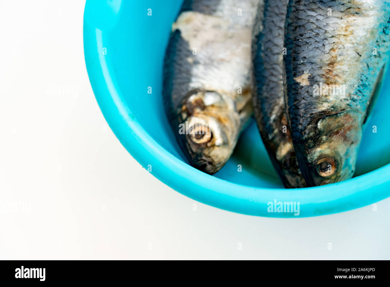 Il pesce congelato in un bacino di blu su uno sfondo bianco. Il fuoco selettivo sulla parte anteriore della testa di pesce. Foto Stock