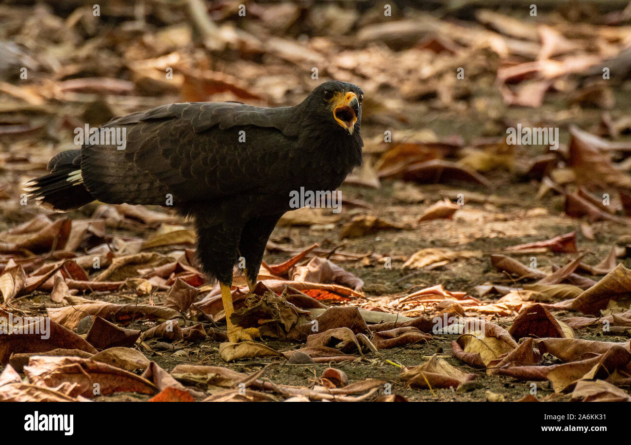 Un comune Falco nero alimentazione su un granchio in Costa Rica Foto Stock