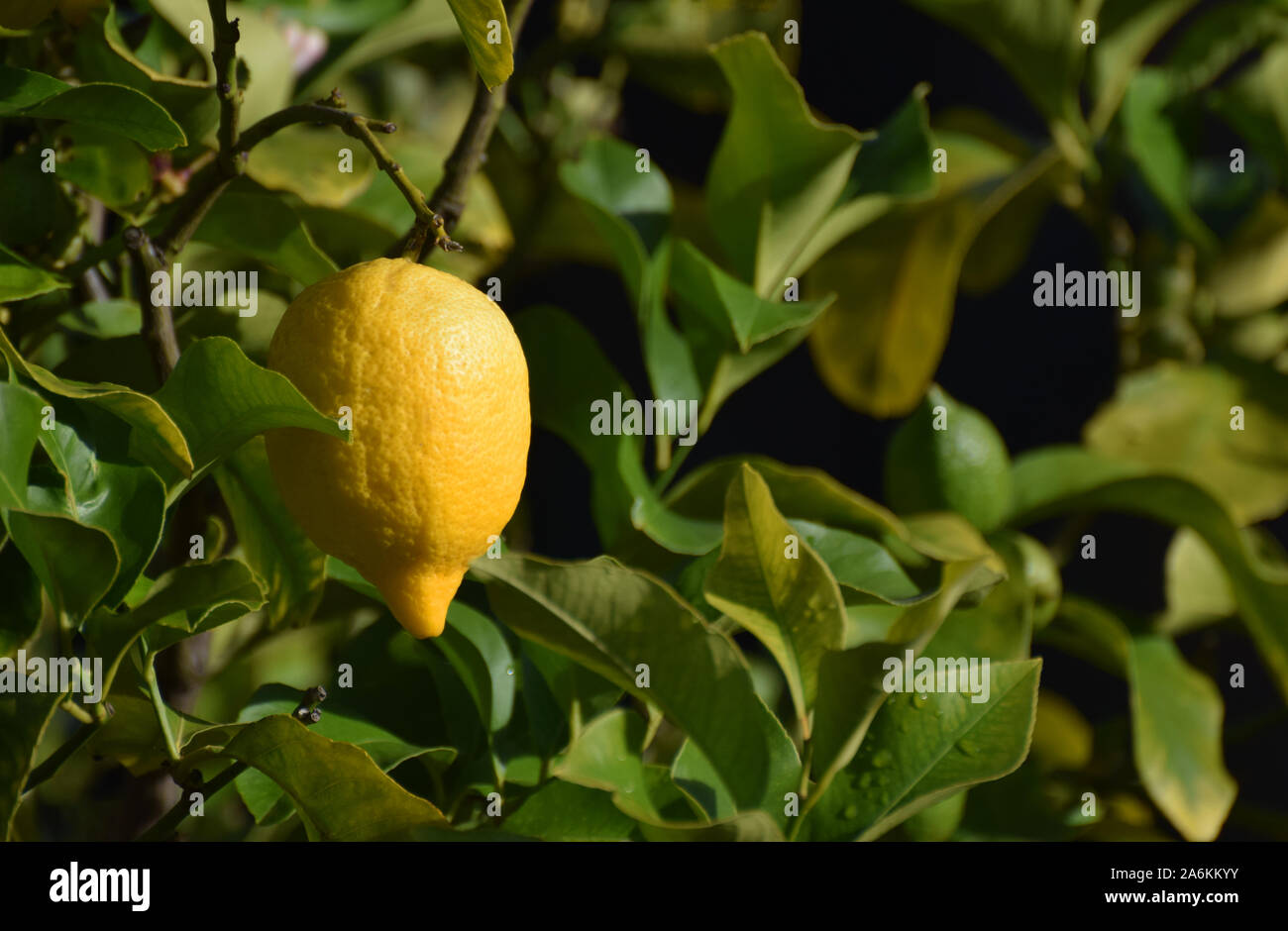 Mature giallo limone Cresce su un albero di limone Foto Stock