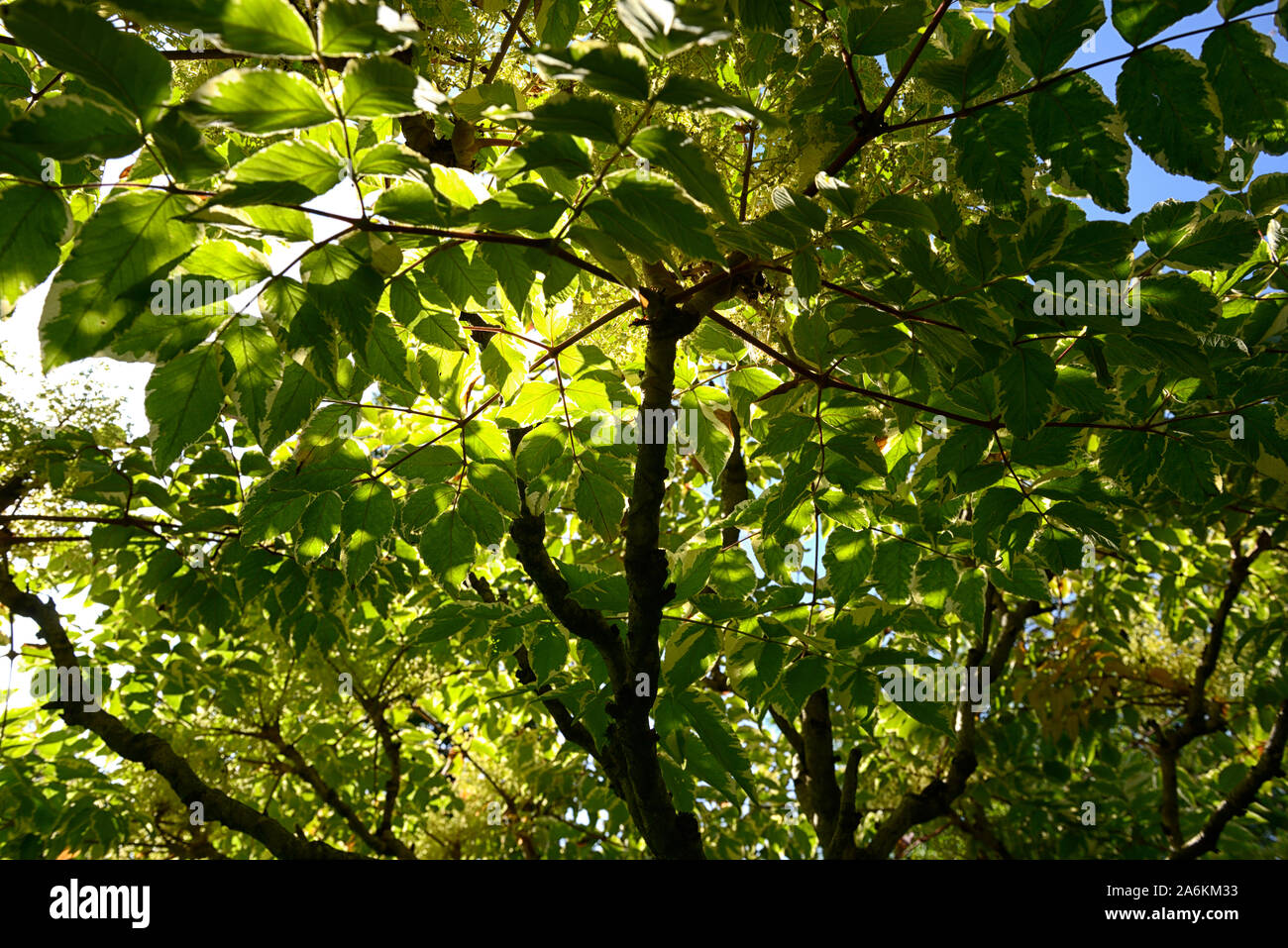 Aralia elata argento,ombrello Ombrello argento variegato Devil's Bastone,Cinese struttura angelica,giapponese albero angelica, coreano angelica tree,foglie Foto Stock