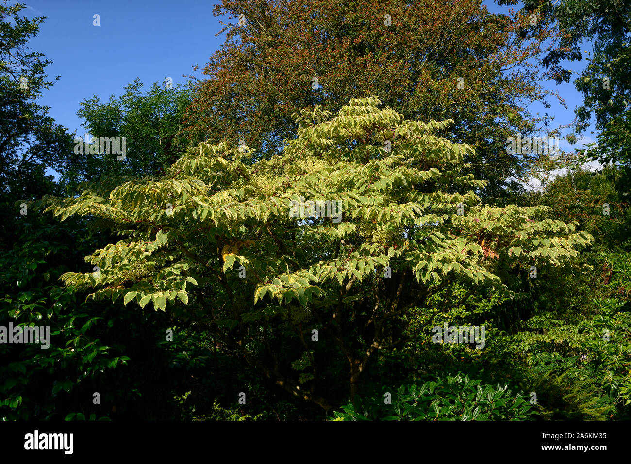 Aralia elata argento,ombrello Ombrello argento variegato Devil's Bastone,Cinese struttura angelica,giapponese albero angelica, coreano angelica tree,foglie Foto Stock