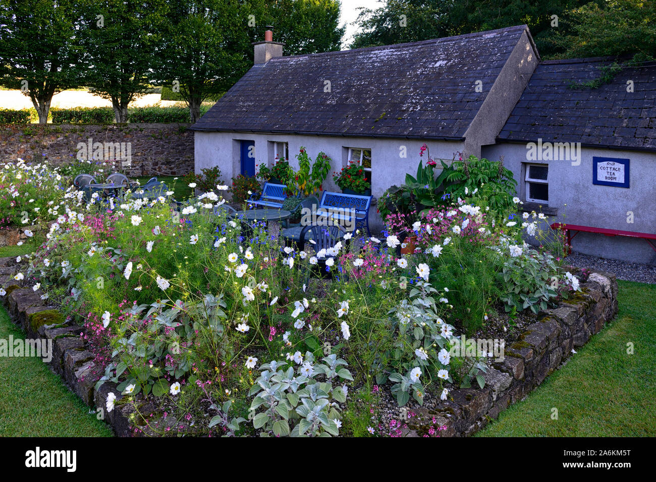 cosmos,fiore,bianco,rosa,fiori,esposizione,esposizione,biancheria,piante,piante,giardino cottage,RM Floral Foto Stock