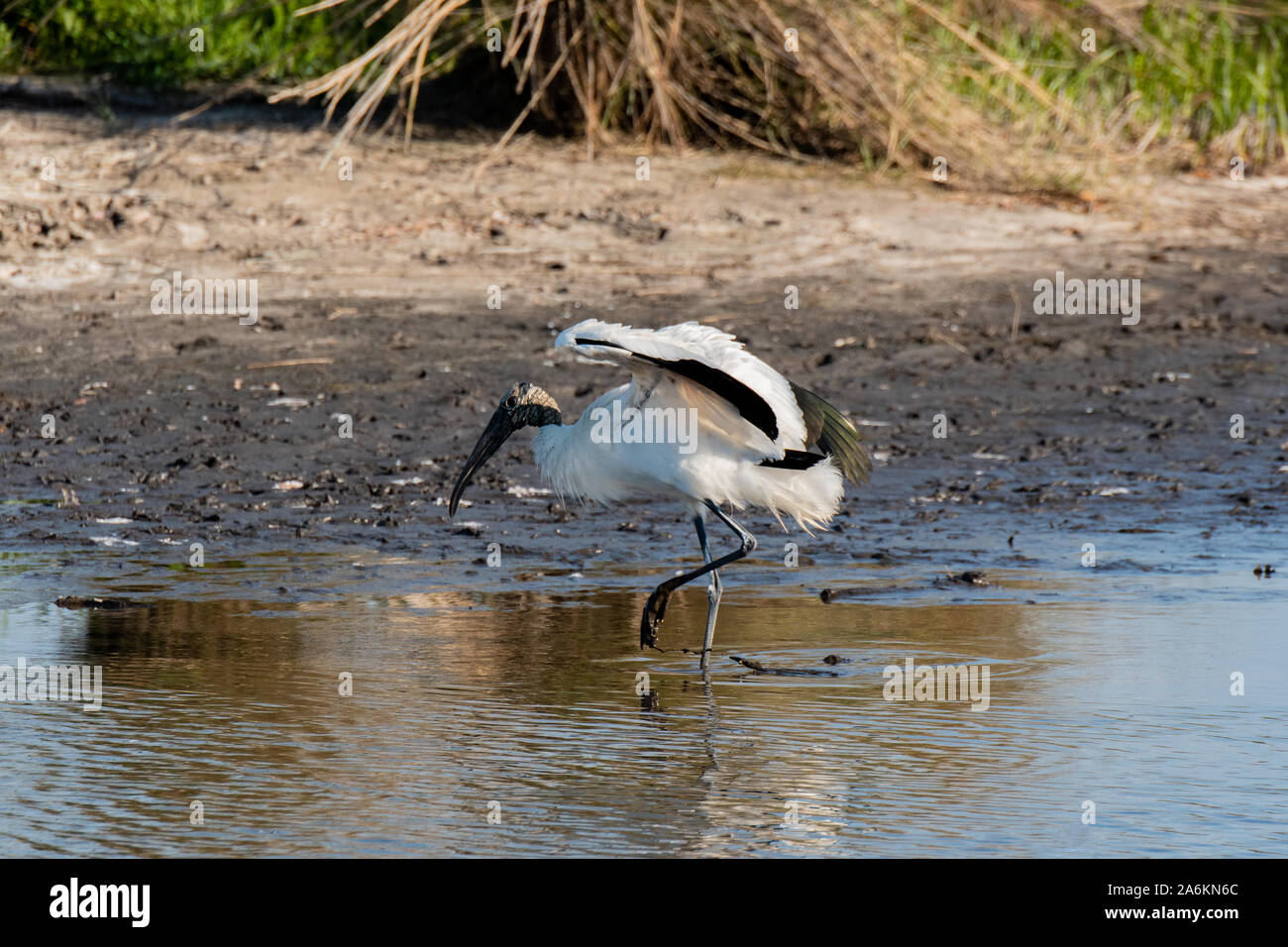 Un legno Stork lo sbarco in zone umide di Carolina del Sud Foto Stock