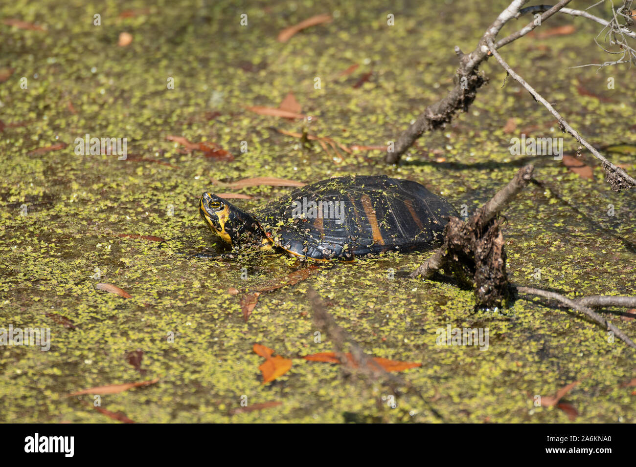 Un giallo-cursore panciuto Turtle in Georgia Foto Stock