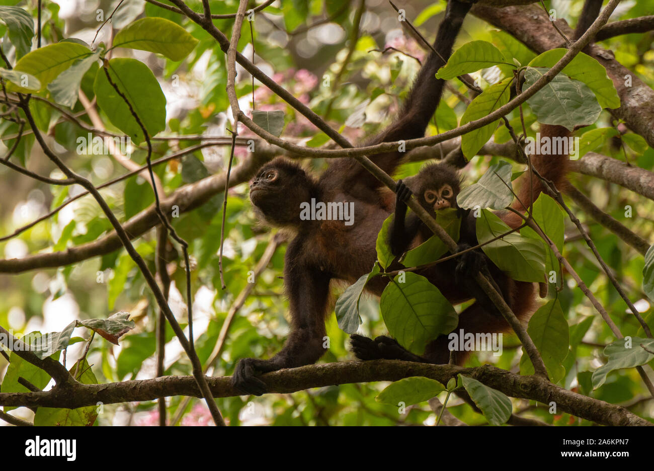 Un Geoffroy's Spider Monkey in Costa Rica Foto Stock