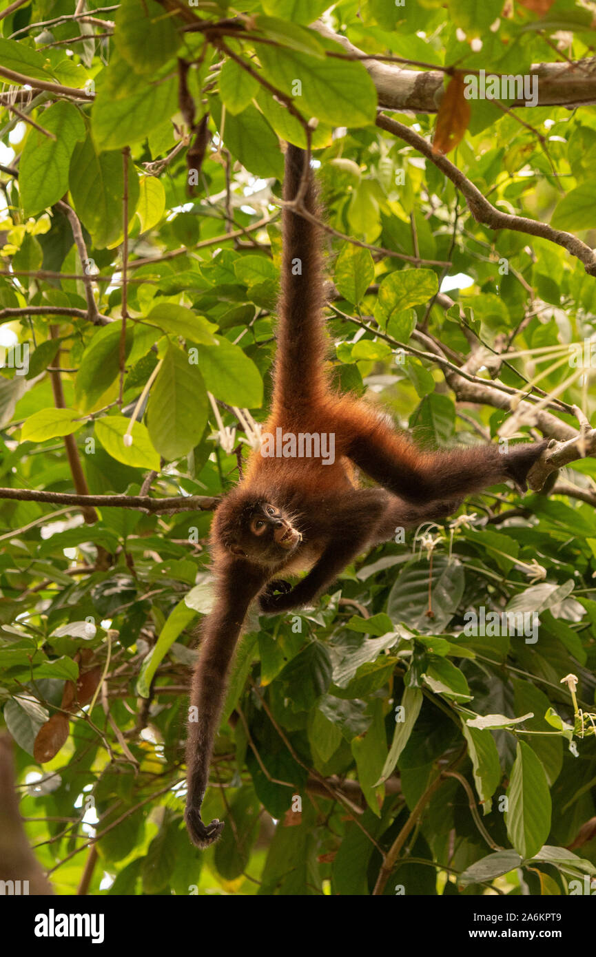 Un Geoffroy's Spider Monkey pendono dalla coda in Costa Rica Foto Stock