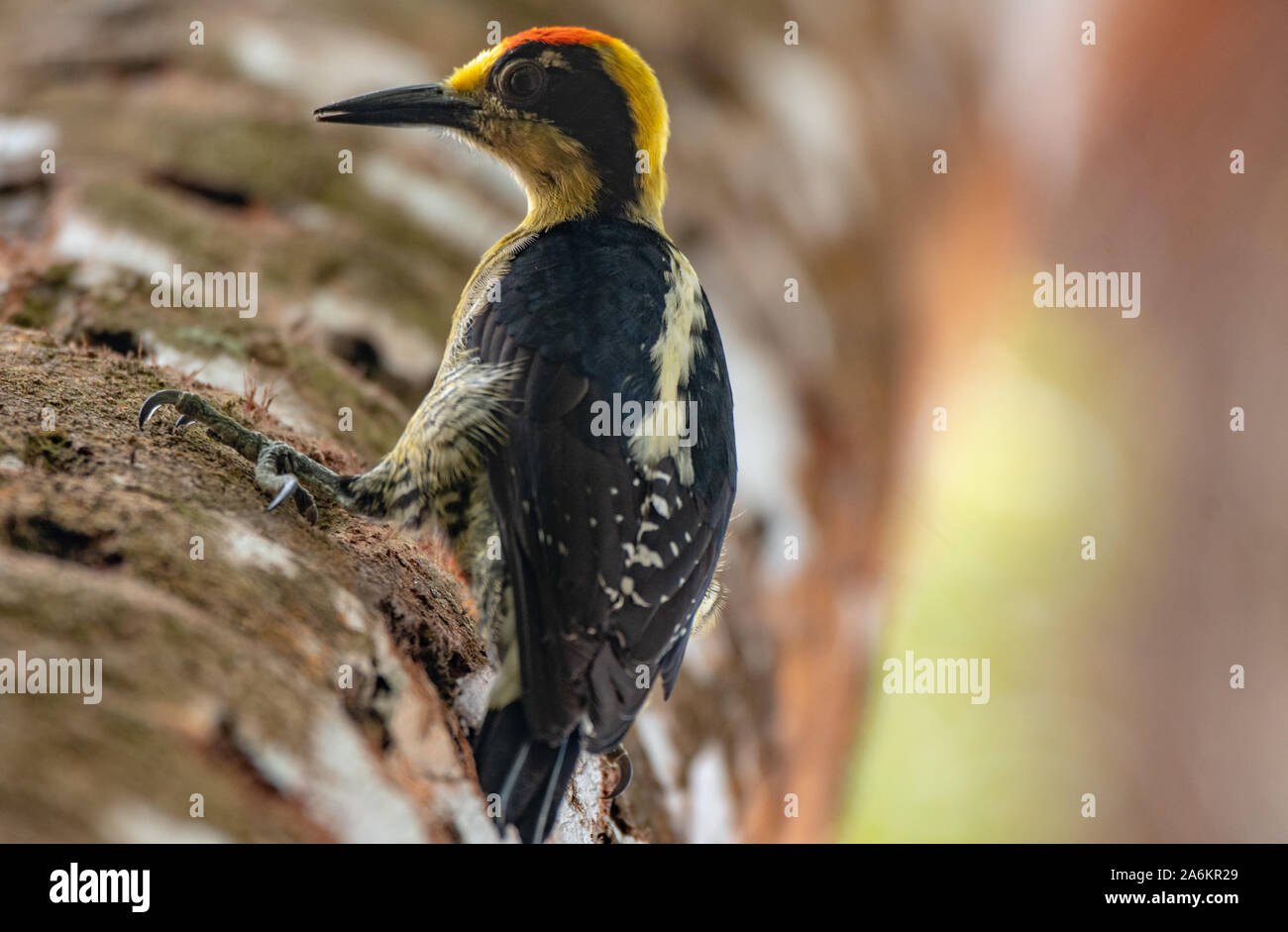 Un oro-naped picchio in penisola di Osa, Costa Rica Foto Stock