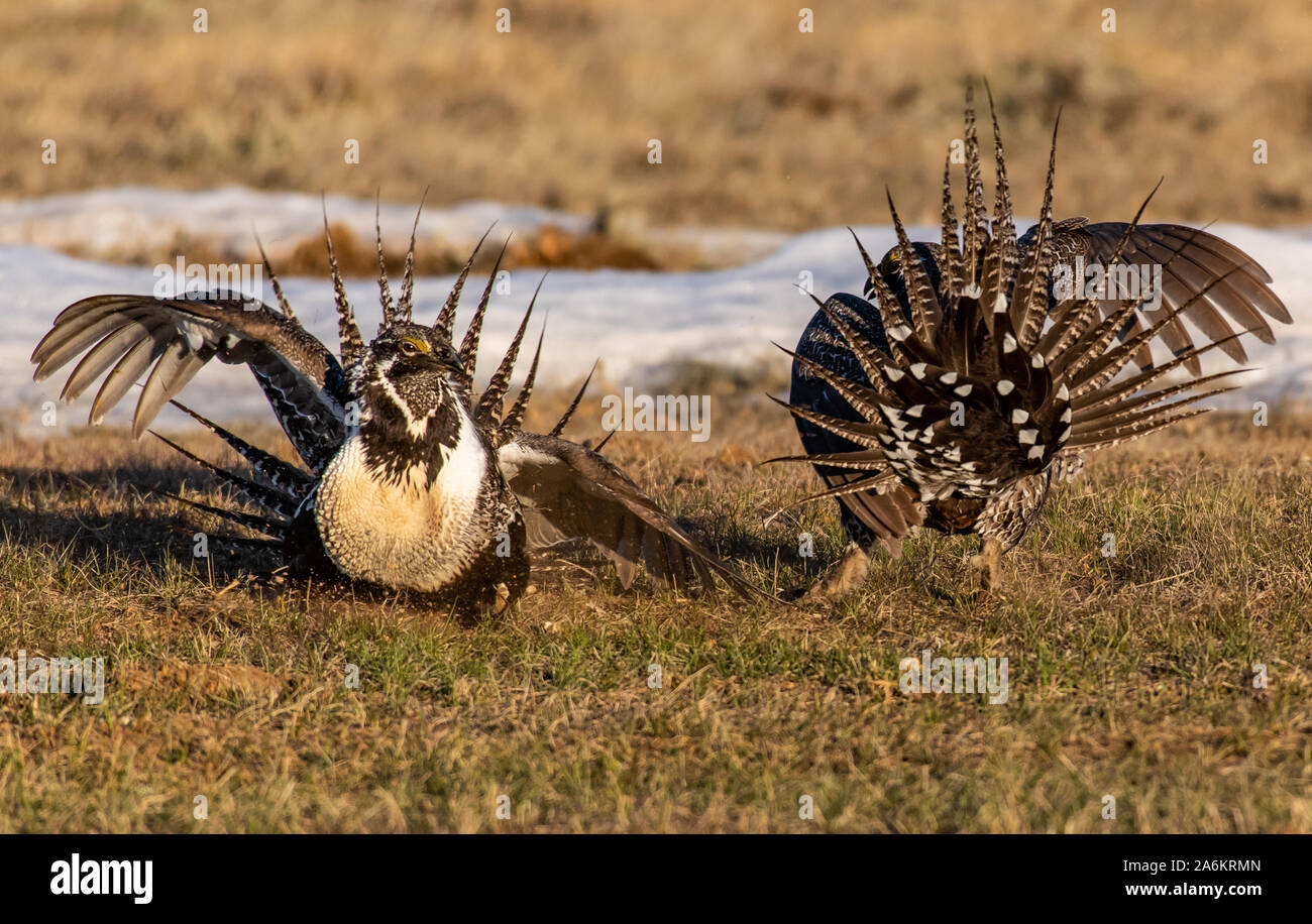 Maggiore-sage Grouse su un Lek in Colorado Foto Stock