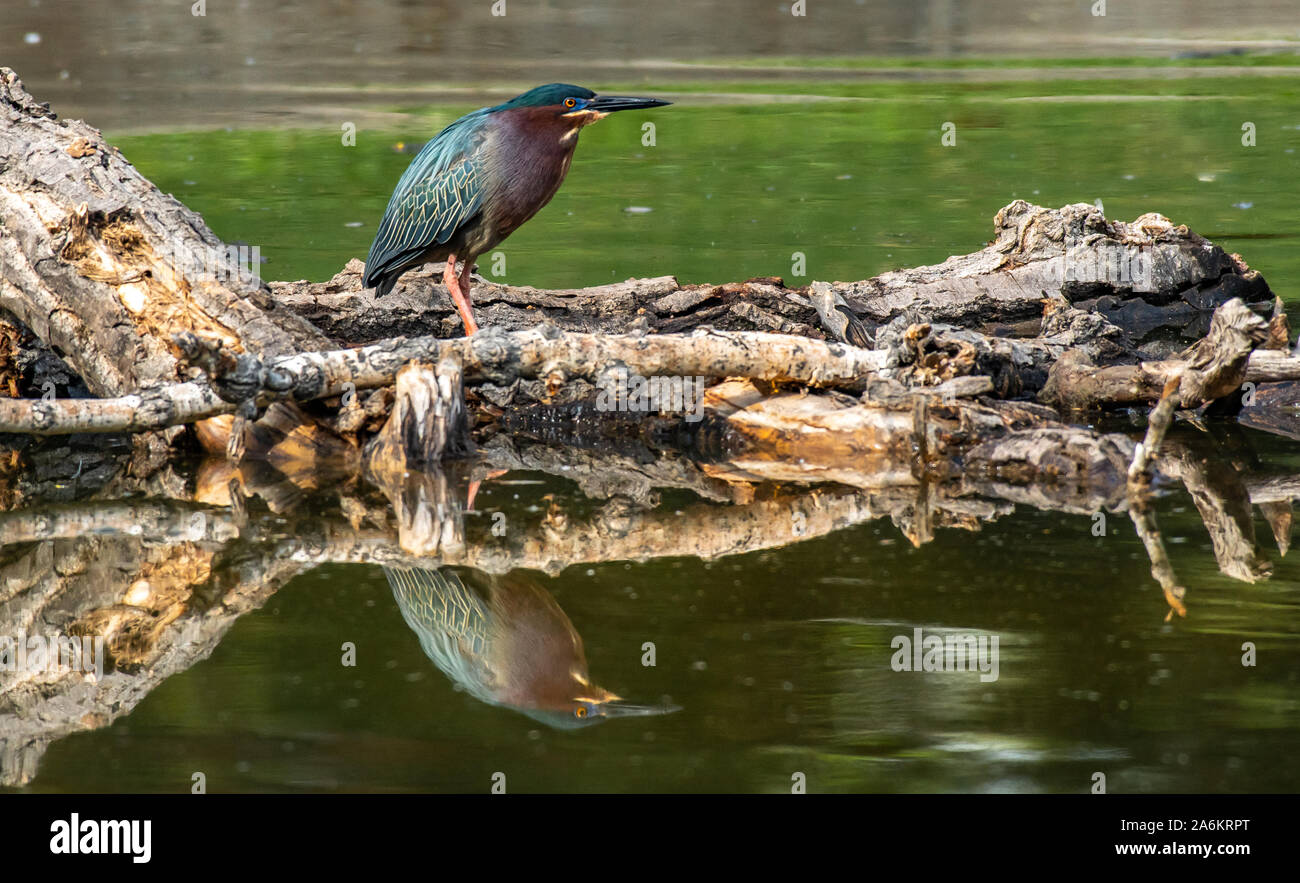 Un bel verde Heron e di riflessione Foto Stock