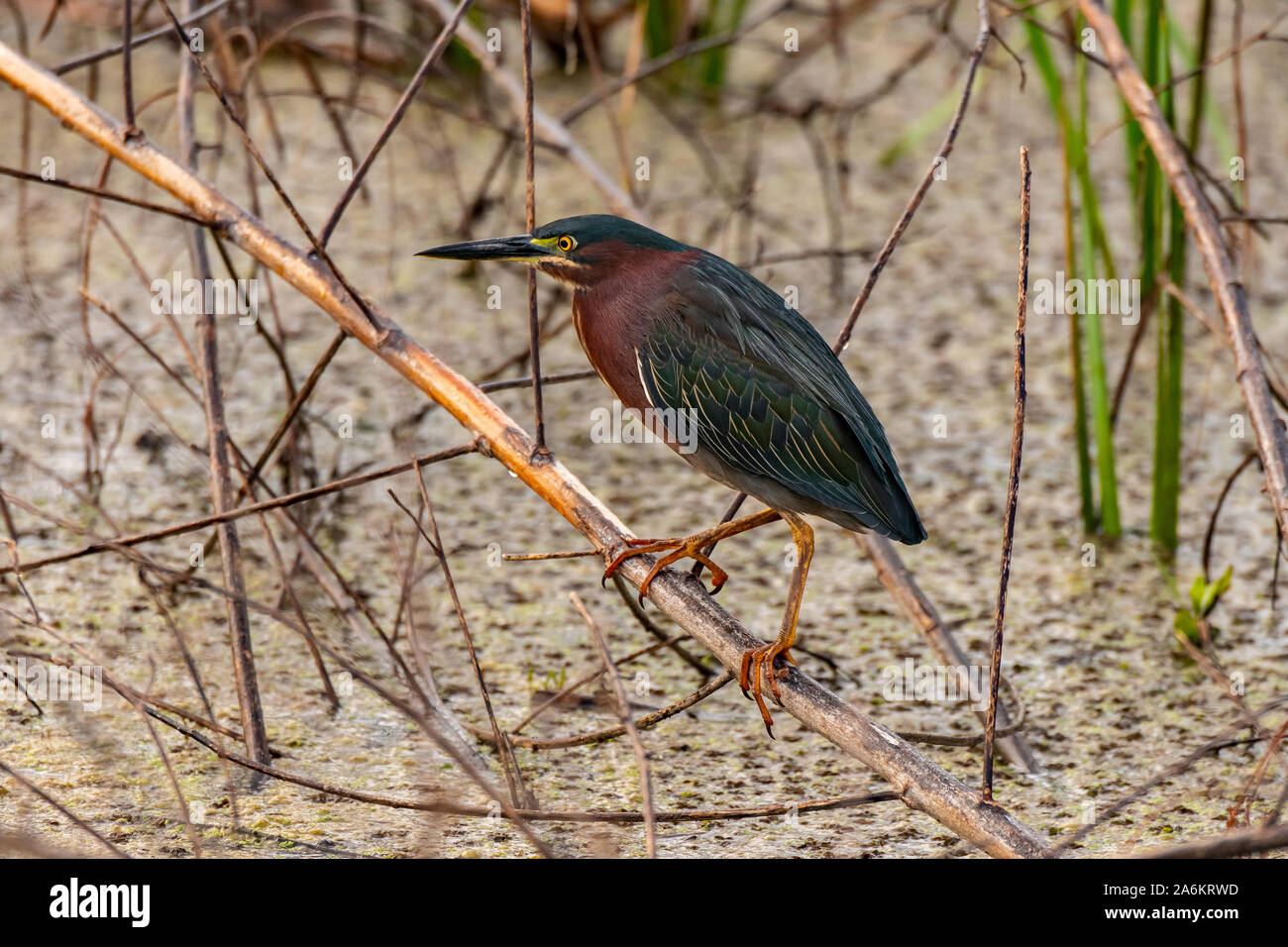 Un Airone verde in una palude in Carolina del Sud Foto Stock