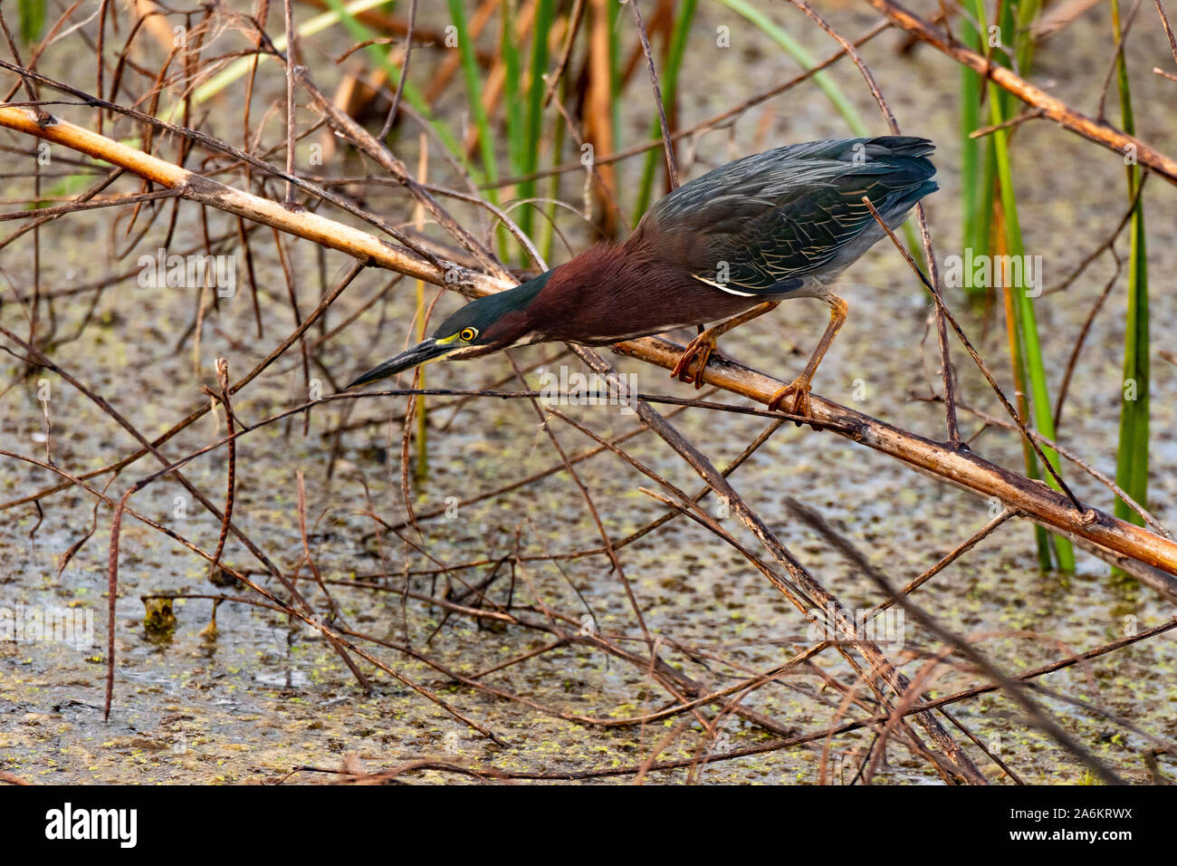 Un verde Heron pronto per colpire Foto Stock