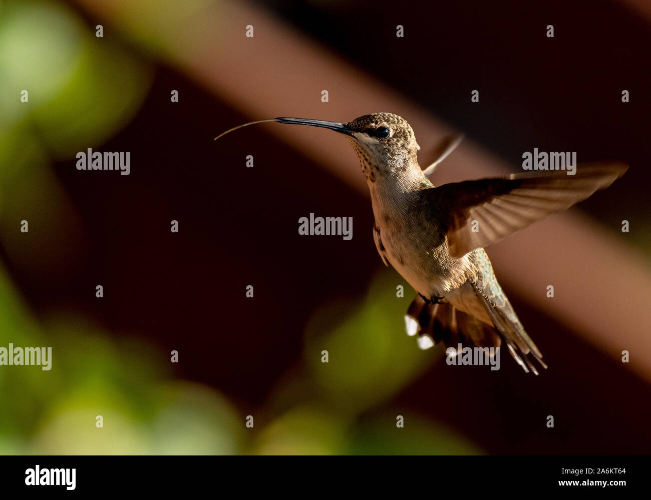 Un ampio-tailed Hummingbird in volo con la lingua fuori Foto Stock