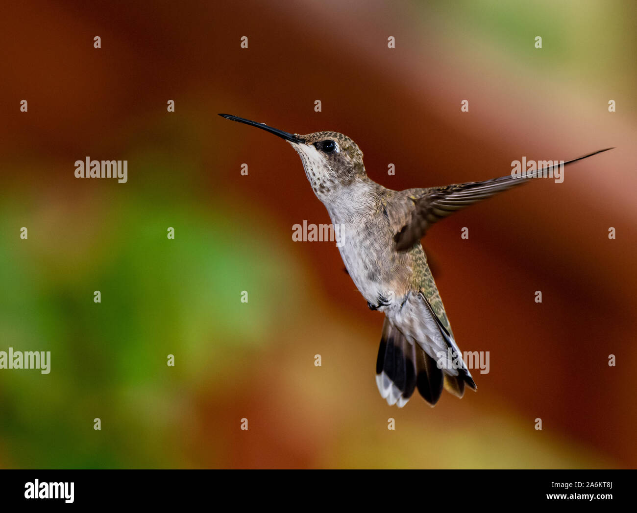 Un ampio-tailed Hummingbird in volo Foto Stock