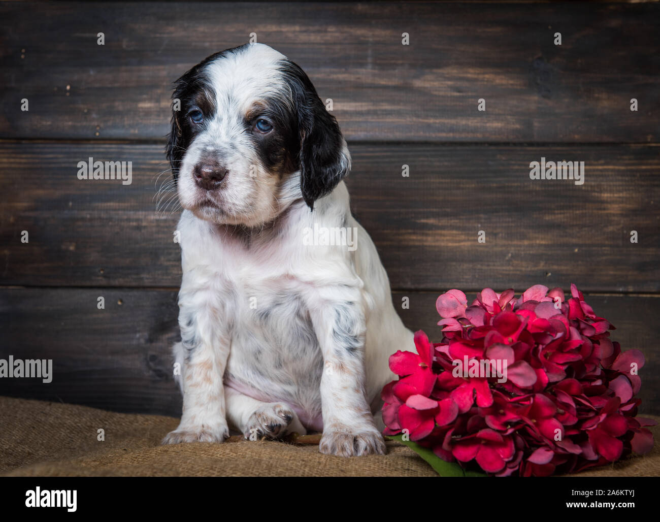 Carino Setter inglese cucciolo di cane ritratto in studio. Foto Stock