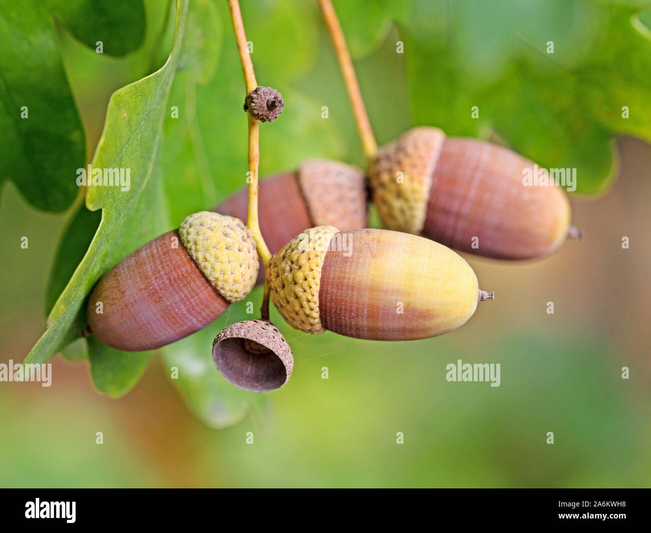 Frutti di farnia, Quercus robur L. in autunno Foto Stock