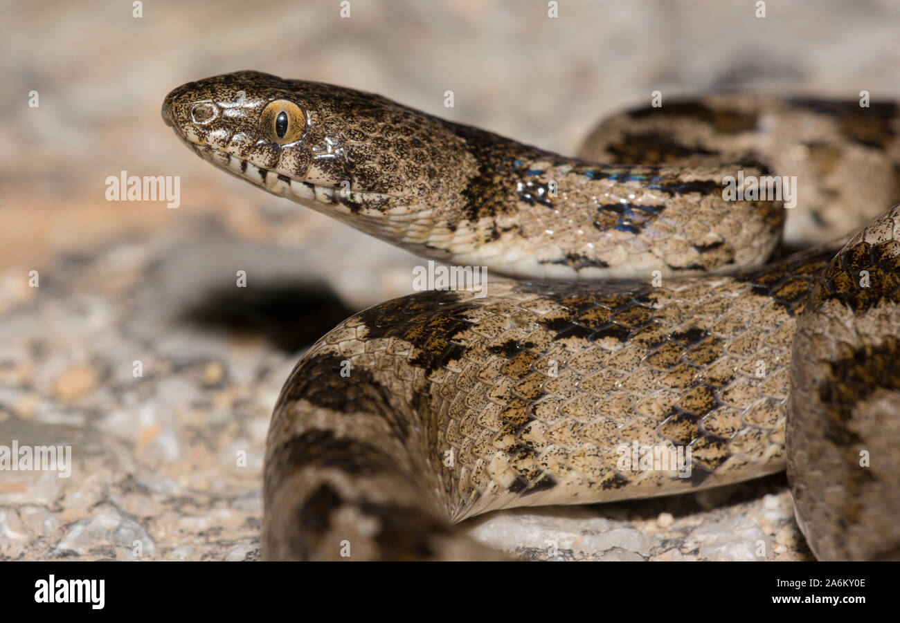 Gatto europeo Snake (Telescopus fallax) sull'isola greca di Milos, Cicladi, Grecia. Foto Stock