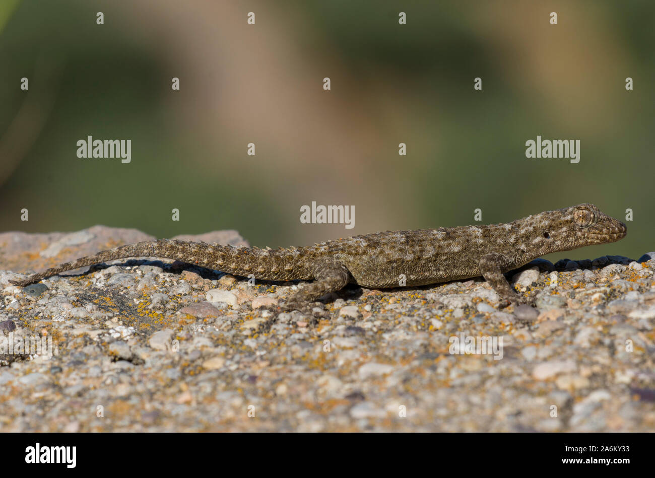 Kotschy's Gecko (Mediodactylus kotschyi) sull'isola greca di Milos, Cicladi, Grecia. Foto Stock