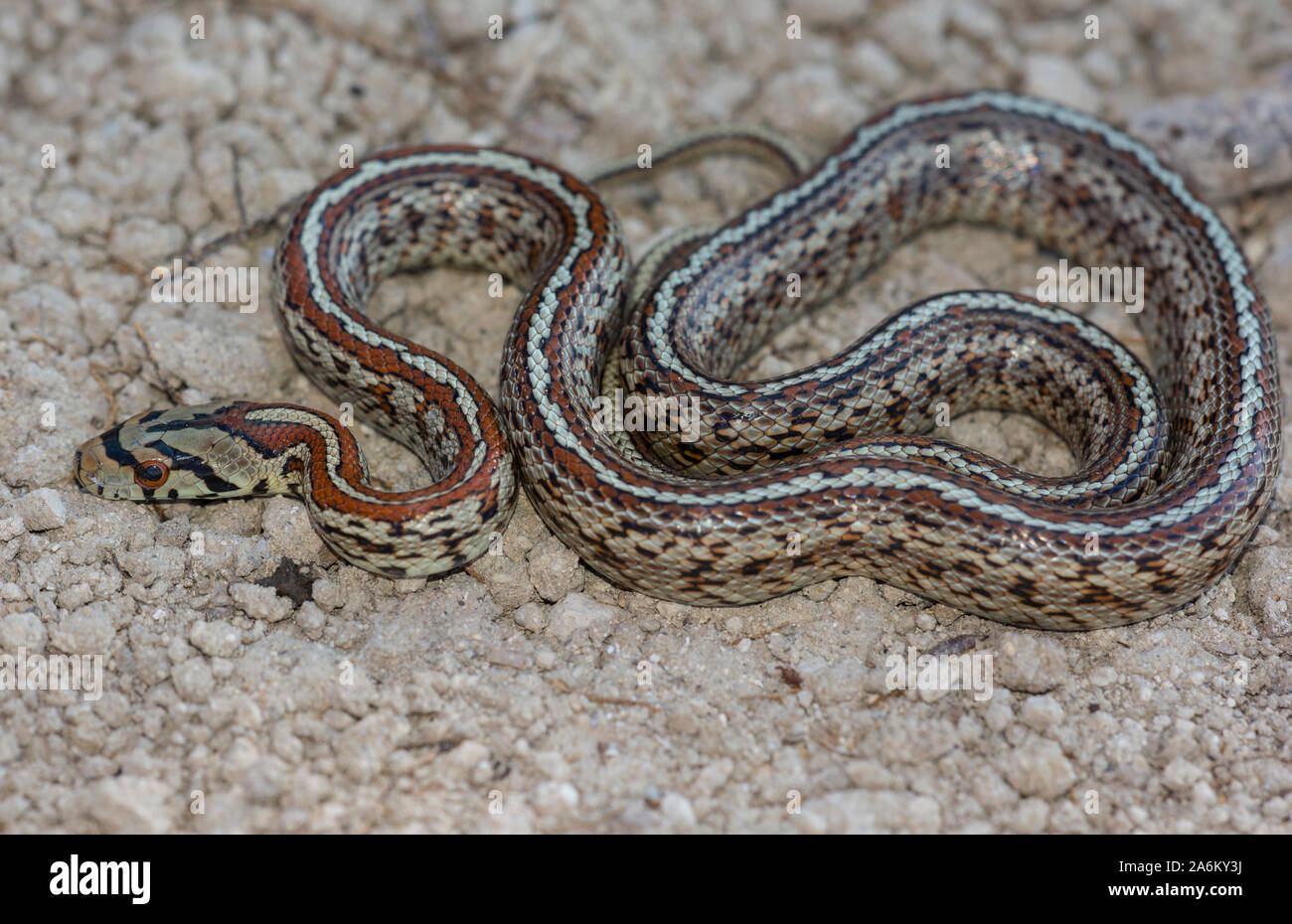 Unione Leopard Snake (Zamensis situla) sull'isola greca di Milos, Cicladi, Grecia. Foto Stock