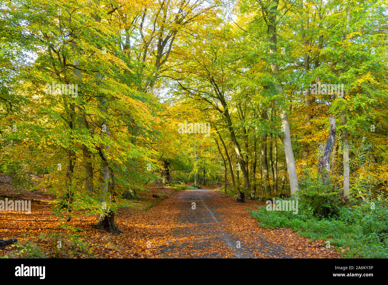 Burnham Beeches Riserva Naturale Nazionale durante l'autunno, Buckinghamshire, UK Foto Stock