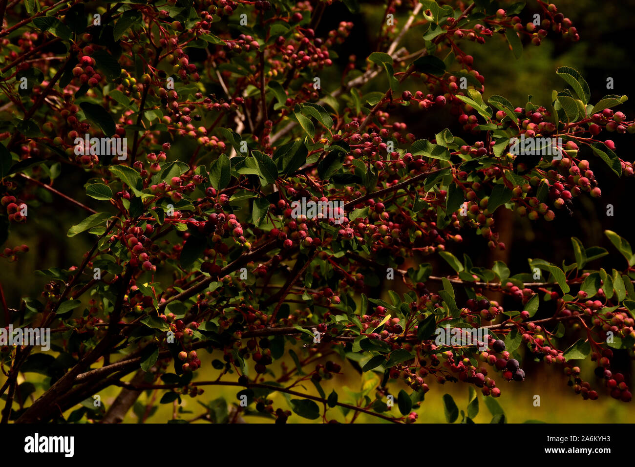 Saskatoon Berry Bush Foto Stock