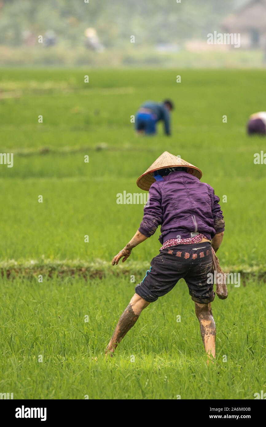 Mai Chau / Vietnam - Marzo 09 2019: Un vecchio uomo che lavora su un campo di riso nella luce della sera. Foto Stock
