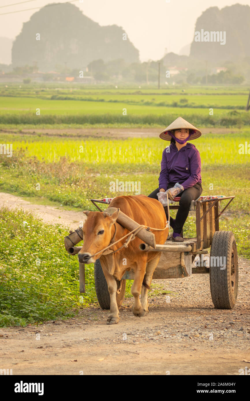 Tam Coc, Ninh Binh / Vietnam - Marzo 11 2019: un vietnamita locale donna seduta su un carrello di bue in un bellissimo paesaggio. Foto Stock