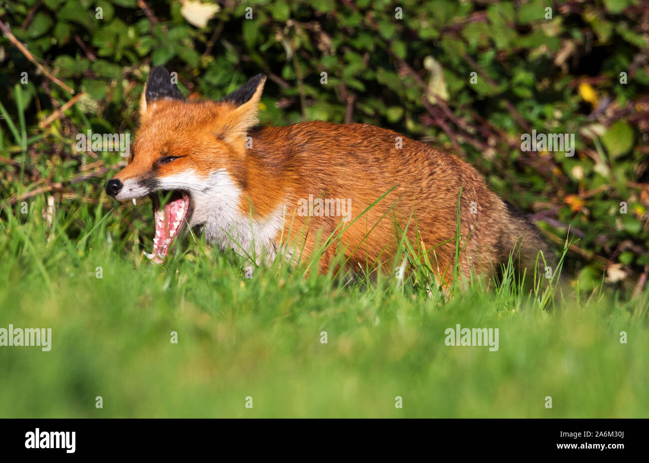 Rural la caccia alla volpe in giro per l'erba Foto Stock