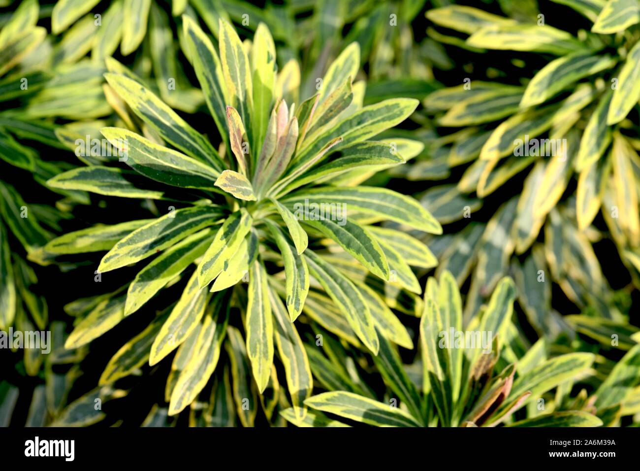 Euphorbia "Ascot Rainbow' Foto Stock