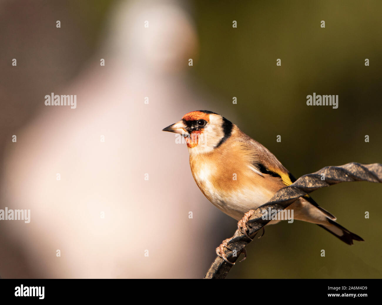 Cardellino, appollaiate e guardando intorno al sole in un giardino inglese in tarda estate 2019 Foto Stock