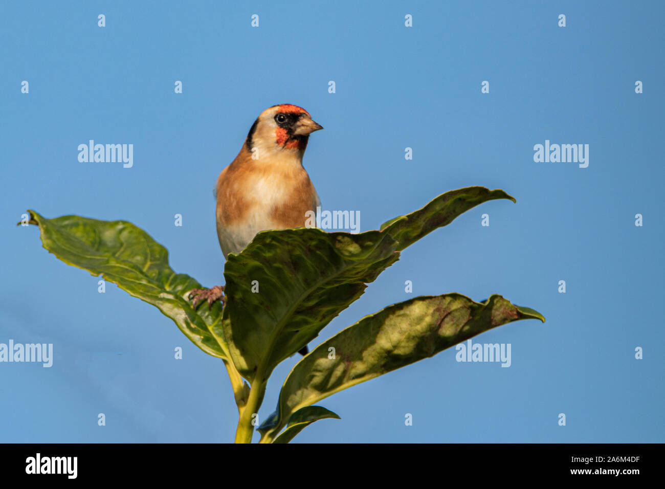 Cardellino, appollaiate e guardando intorno al sole in un giardino inglese in tarda estate 2019 Foto Stock