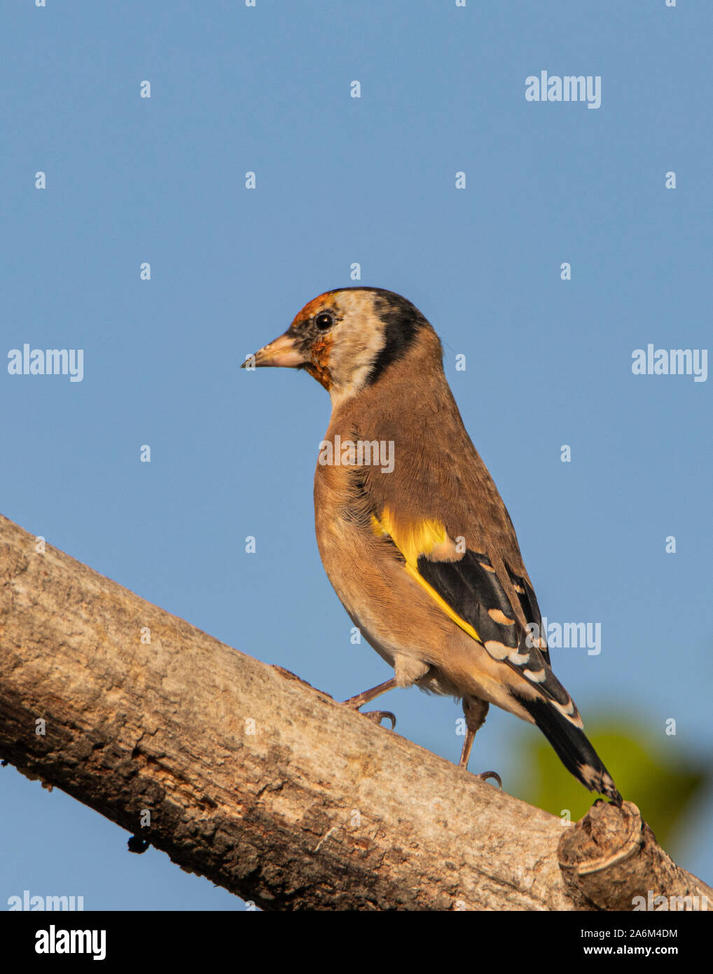 Cardellino, appollaiate e guardando intorno al sole in un giardino inglese in tarda estate 2019 Foto Stock