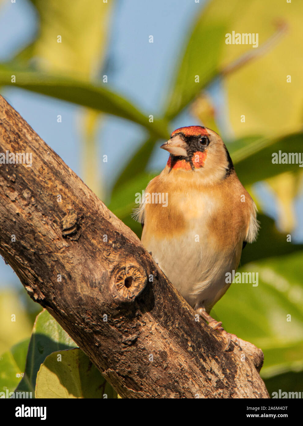 Cardellino, appollaiate e guardando intorno al sole in un giardino inglese in tarda estate 2019 Foto Stock