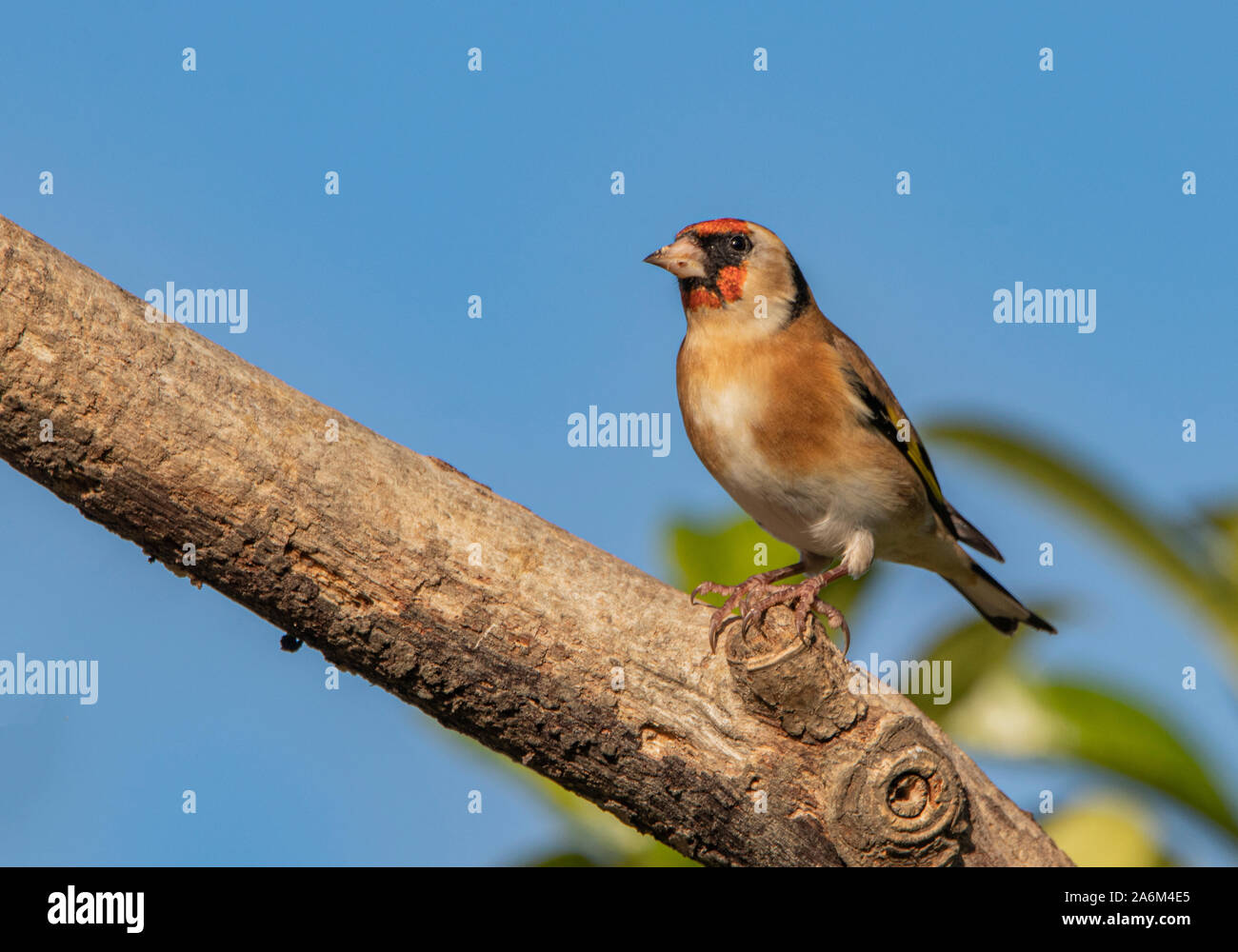 Cardellino, appollaiate e guardando intorno al sole in un giardino inglese in tarda estate 2019 Foto Stock