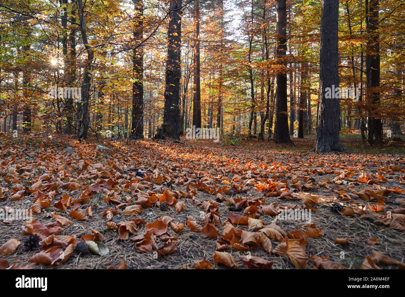 Le foglie in autunno soleggiata Foresta Foto Stock