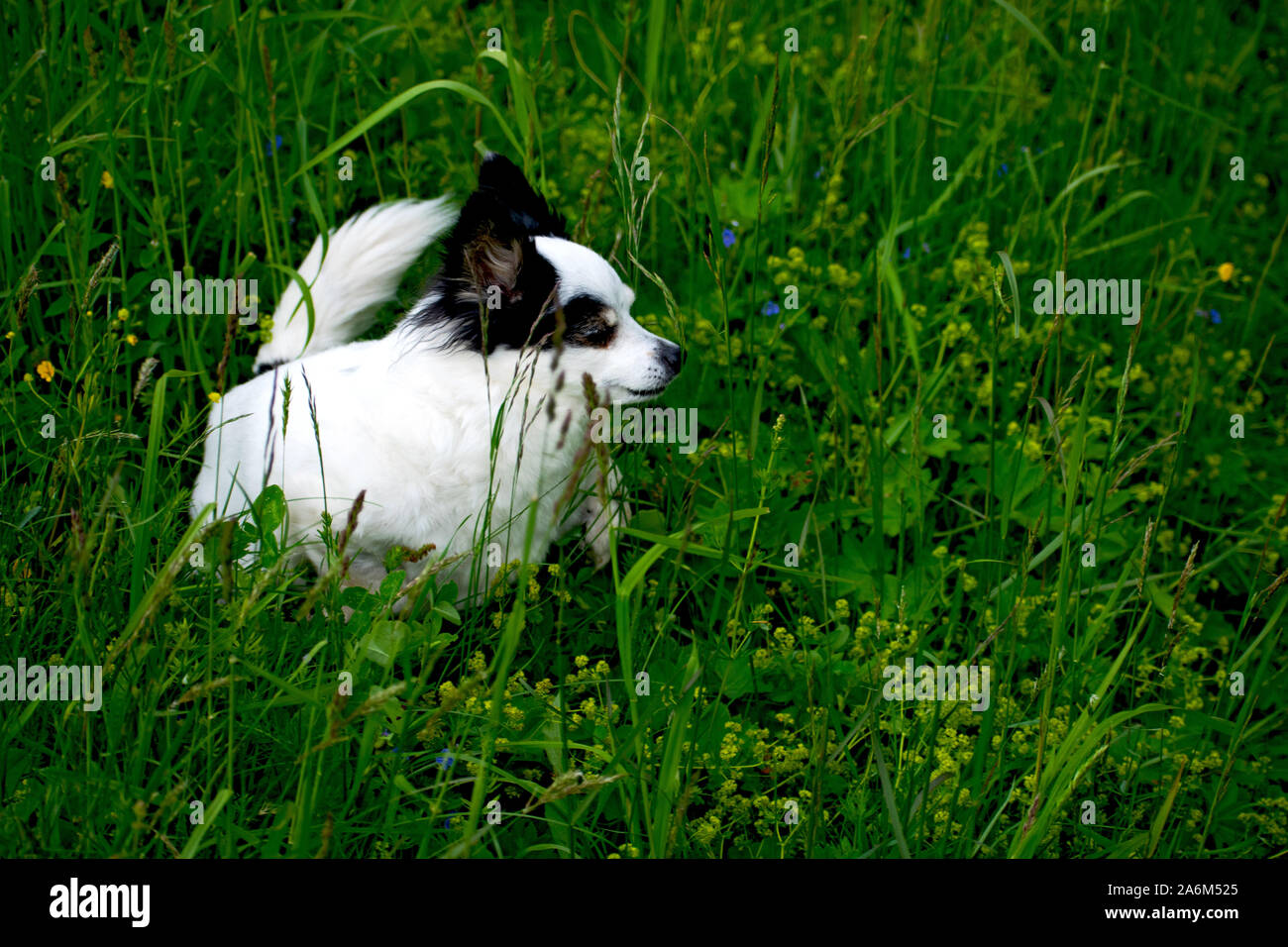 Funny poco bianco e nero cane passeggiate nell'erba. Foto Stock