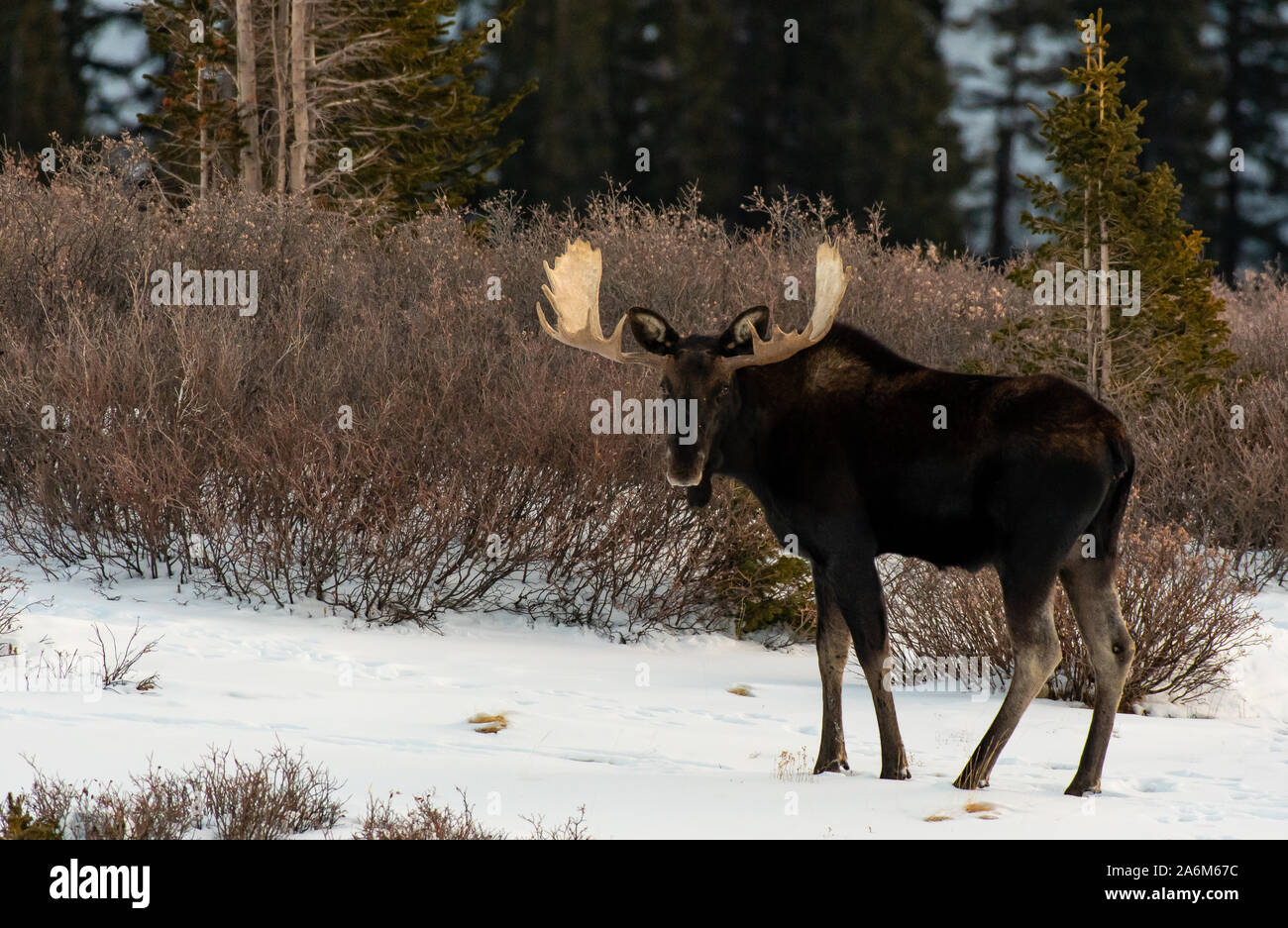 Un grande Bull alci in sulle montagne innevate del Colorado Foto Stock