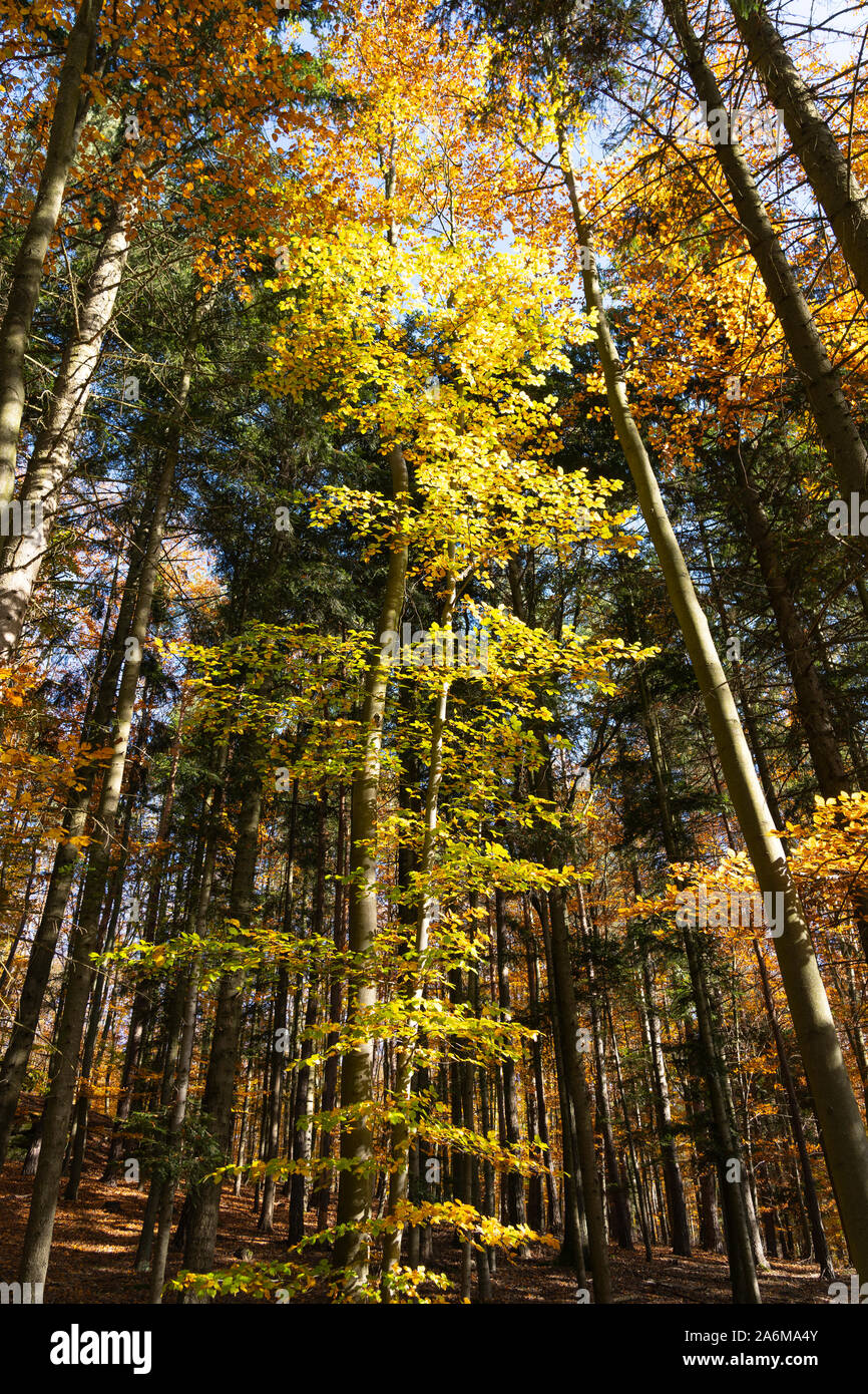 Colorate di alberi di faggio (Fagus sylvatica) e abete Douglas (Pseudotsuga menziesii) in una foresta in autunno / caduta di colore giallo e con foglie d'arancio, Austria Foto Stock