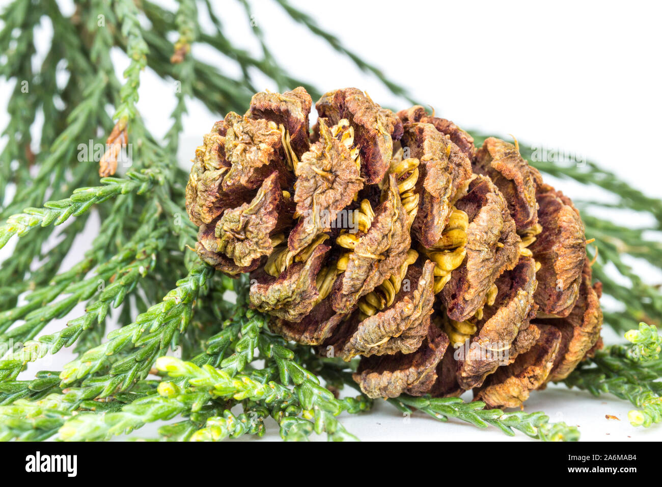 Sequoia gigante Sequoiadendron giganteum cono con semi girato in studio Foto Stock