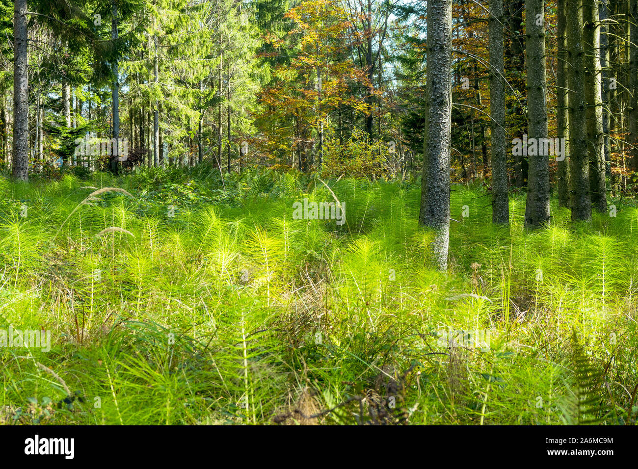 Equisetum telmateia o grande equiseto overgrowing una radura in una densa foresta della regione del Salzkammergut nelle Alpi austriache Foto Stock