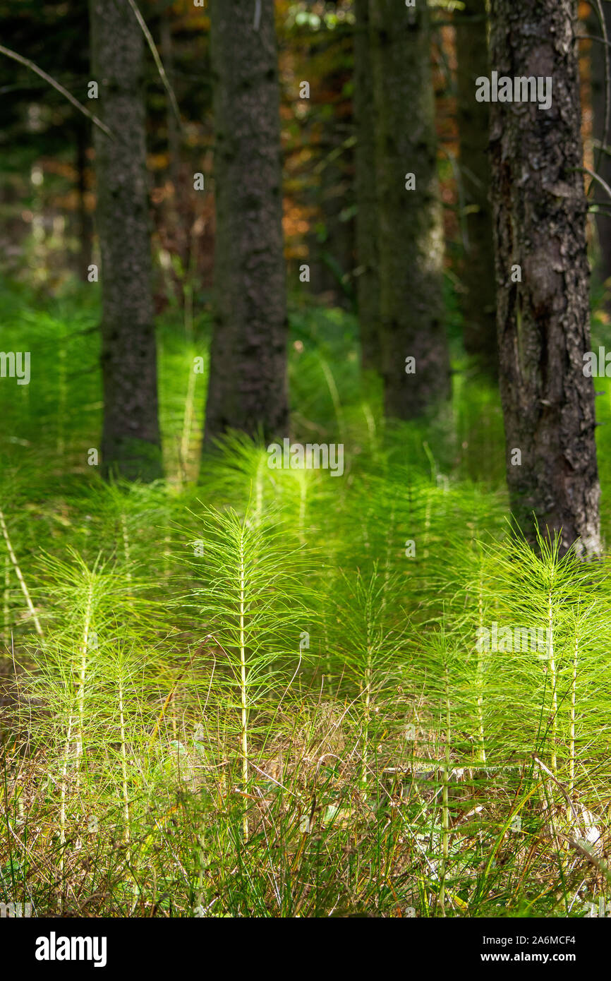 Equisetum telmateia o grande equiseto overgrowing una radura in una densa foresta della regione del Salzkammergut nelle Alpi austriache Foto Stock