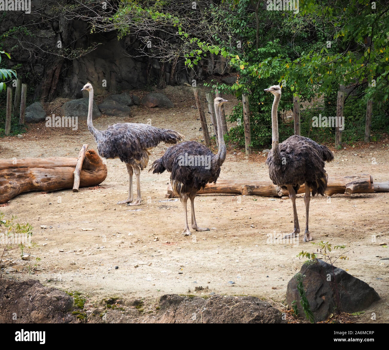 Un piccolo gruppo di struzzi stare vicino a un altro con il loro lungo collo teso ad alto, guardando intorno in direzioni diverse. Foto Stock