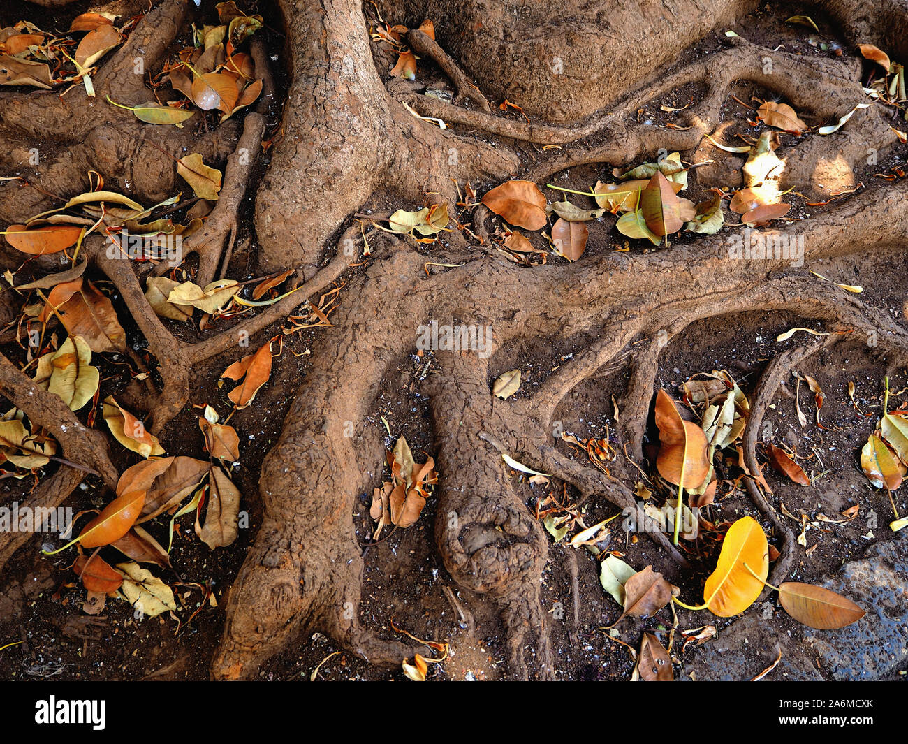 Le radici spesse di una gomma canario tree fotografato dal di sopra con il giallo di foglie essiccate che giace intorno a loro. Immagine dettagliata nei toni della terra. Foto Stock