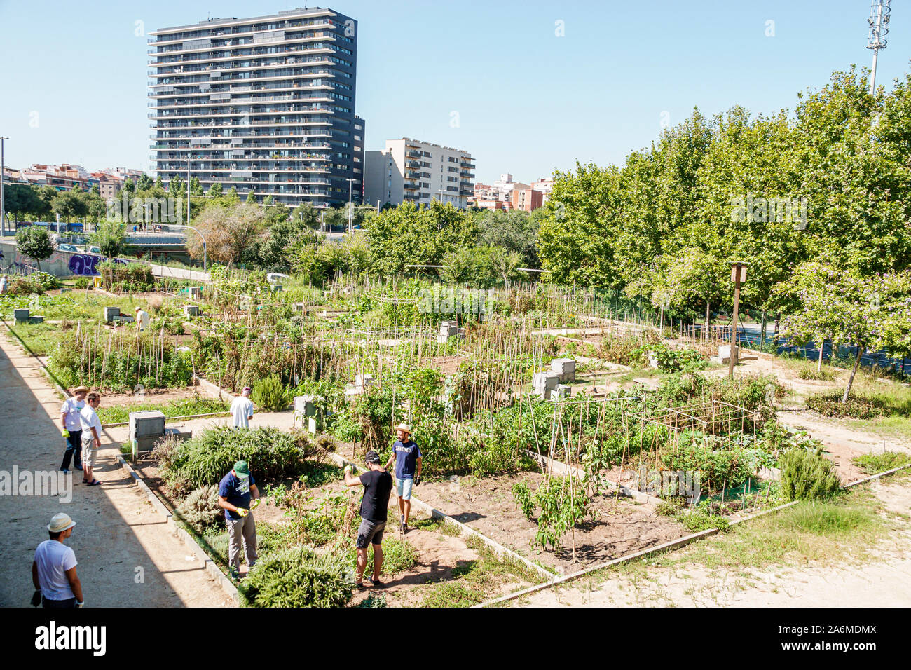 Barcellona Spagna,Catalonia Les Corts,Parc d'Ernest Lluch,parco pubblico,orto urbano comunità giardino,uomo,lavoro,giardinaggio,ispanico,ES190904021 Foto Stock